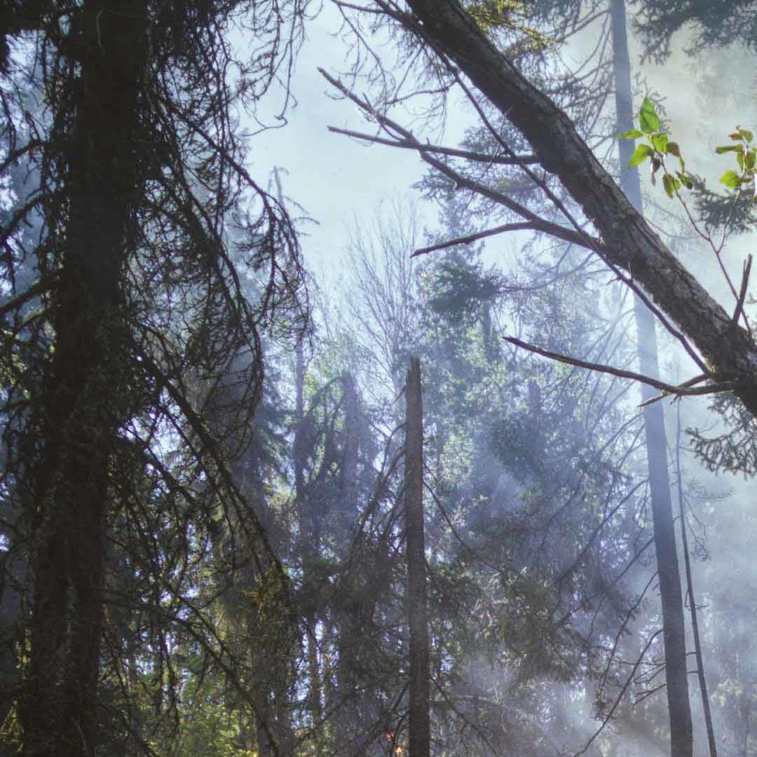 A fire blazes in the middle of a forest
